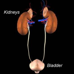 Kidneys