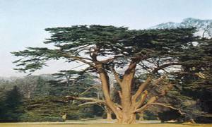 flourish-as-the-cedar-tree