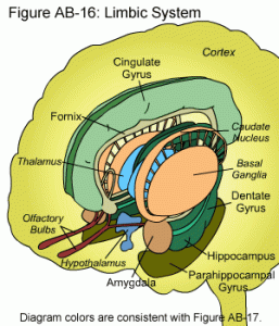 limbic-system