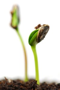 grain comes to life in second sowing