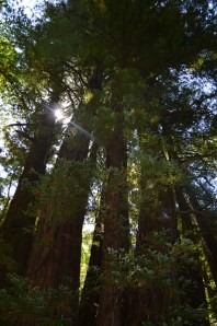 Grove of Redwood Trees