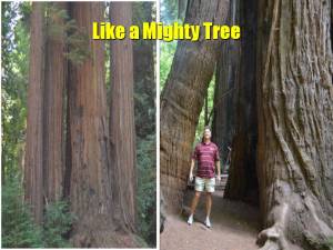 Psalm 1 He shall be like a tree