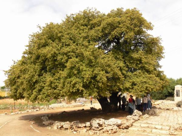 Because of the Cross…we have the Word of God, pt 2 – The Oak of Moreh ...