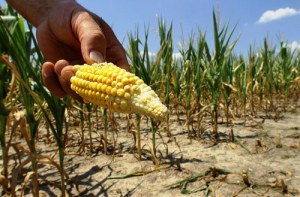 drought effects corn yield