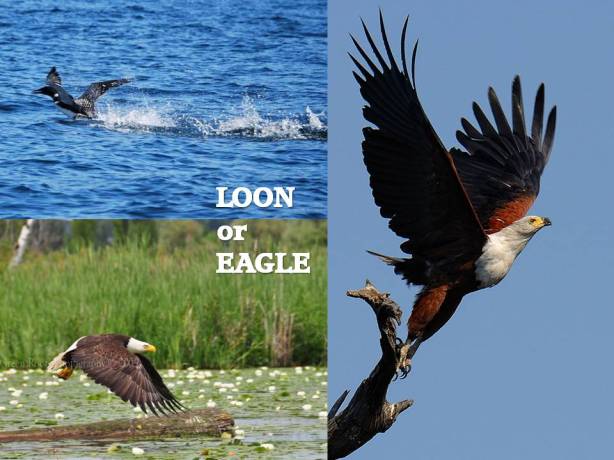 Loon or Eagle